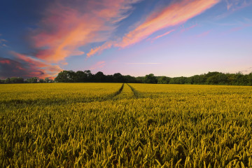 Landschaft
